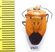 Hemiptera sp.  Ecuador - INSECTS-STORE.RU