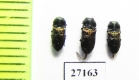 Anthaxia myrmidon  Turkey - INSECTS-STORE.RU