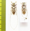 Olenecamptus sp., pair  Indonesia, Papua - INSECTS-STORE.RU