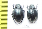 Platyope proctoleuca proctoleuca  Kazakhstan - INSECTS-STORE.RU