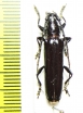 Cerambycidae sp.  Peru - INSECTS-STORE.RU