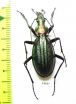 Carabus (Acoptolabrus) gehinii  Japan - INSECTS-STORE.RU
