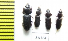 Carabidae sp.  Thailand - INSECTS-STORE.RU
