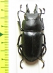 Prosopocoilus serricornis  Madagascar - INSECTS-STORE.RU