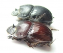 Copris sp., pair  Tanzania - INSECTS-STORE.RU