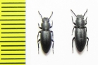 Hyperops sp., pair  India - INSECTS-STORE.RU