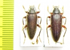 Bolbostetha sp., pair  Malaysia - INSECTS-STORE.RU