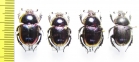 Phelotrupes auratus  Korea - INSECTS-STORE.RU