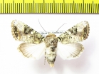 Noctuidae sp.  Bolivia - INSECTS-STORE.RU