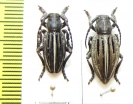 Dorcadion holosericeum tristriatum, pair  Russia, Krasnodar reg. - INSECTS-STORE.RU
