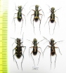 Cicindelinae sp.  Indonesia, Kalimantan - INSECTS-STORE.RU