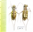 Cephalota elegans v. volgensis  Russia, Astrakhan reg. - INSECTS-STORE.RU