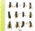 Hymenoptera sp.  Russia, Tver reg. - INSECTS-STORE.RU