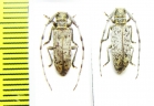 Cerambycidae sp., pair  Malawi - INSECTS-STORE.RU