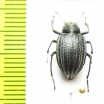 Earophanta collaris  Kazakhstan - INSECTS-STORE.RU