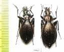 Carabus (Platycarabus) creutzeri baldensis, pair  Italy - INSECTS-STORE.RU