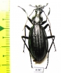 Carabus (Acoptolabrus) gehinii  Japan - INSECTS-STORE.RU