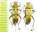 Chlorophorus glabromaculatus  Italy - INSECTS-STORE.RU