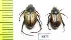Anisoplia deserticola, pair  Russia, Astrakhan reg. - INSECTS-STORE.RU