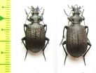 Calosoma imbricatum hottentotum, pair  South Africa Rep. - INSECTS-STORE.RU