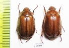 Melolonthinae sp.  South Africa Rep. - INSECTS-STORE.RU
