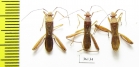 Hemiptera sp.  Thailand - INSECTS-STORE.RU
