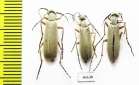 Meloidae sp., pair  Panama - INSECTS-STORE.RU