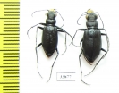 Cicindela nebraskana x C.longilabris laurentii, pair (hybrid) USA - INSECTS-STORE.RU