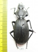 Tefflus sp.  Zambia - INSECTS-STORE.RU