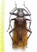 Macrotoma pascoei  China 45mm - INSECTS-STORE.RU