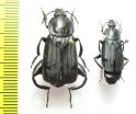 Necrodes littoralis, pair  Russia, Tver reg. - INSECTS-STORE.RU