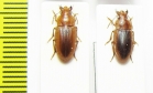 Carabidae sp.  South Africa Rep. - INSECTS-STORE.RU