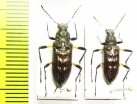 Tenebrionidae sp.  Malaysia - INSECTS-STORE.RU