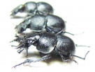 Lethrus bulbocerus, pair  Kazakhstan - INSECTS-STORE.RU