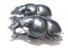 Lethrus strymonensis, pair  Greece - INSECTS-STORE.RU