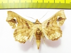 Noctuidae sp.  Malaysia - INSECTS-STORE.RU