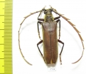 Cerambycidae sp.  Ecuador - INSECTS-STORE.RU