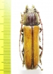 Diploschema rotundicolle  Brasilia - INSECTS-STORE.RU