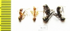 Formicidae sp.  India - INSECTS-STORE.RU