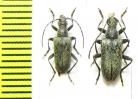 Gnathacmaeops brachypterus  Kazakhstan - INSECTS-STORE.RU