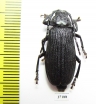 Prioninae sp.  South Africa Rep. - INSECTS-STORE.RU