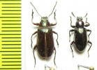 Tenebrionidae sp.  Malaysia, Borneo - INSECTS-STORE.RU
