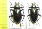 Plesiophthalmus nigrocyaneus aeneus, pair  Japan - INSECTS-STORE.RU