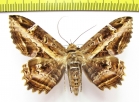 Noctuidae sp.  Bolivia - INSECTS-STORE.RU