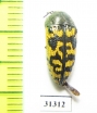Acmaeodera auritincta  USA - INSECTS-STORE.RU