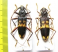 Cerambycidae sp., pair  Malawi - INSECTS-STORE.RU