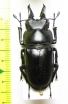Prosopocoilus serricornis  Madagascar  38mm - INSECTS-STORE.RU