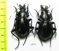 Callisthenes usgentensis, pair  Kirgizstan - INSECTS-STORE.RU