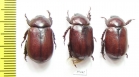 Dynastinae sp., pair  Mexico - INSECTS-STORE.RU