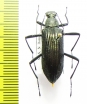 Tenebrionidae sp.  Malaysia, Borneo - INSECTS-STORE.RU